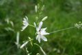 Anthericum liliago